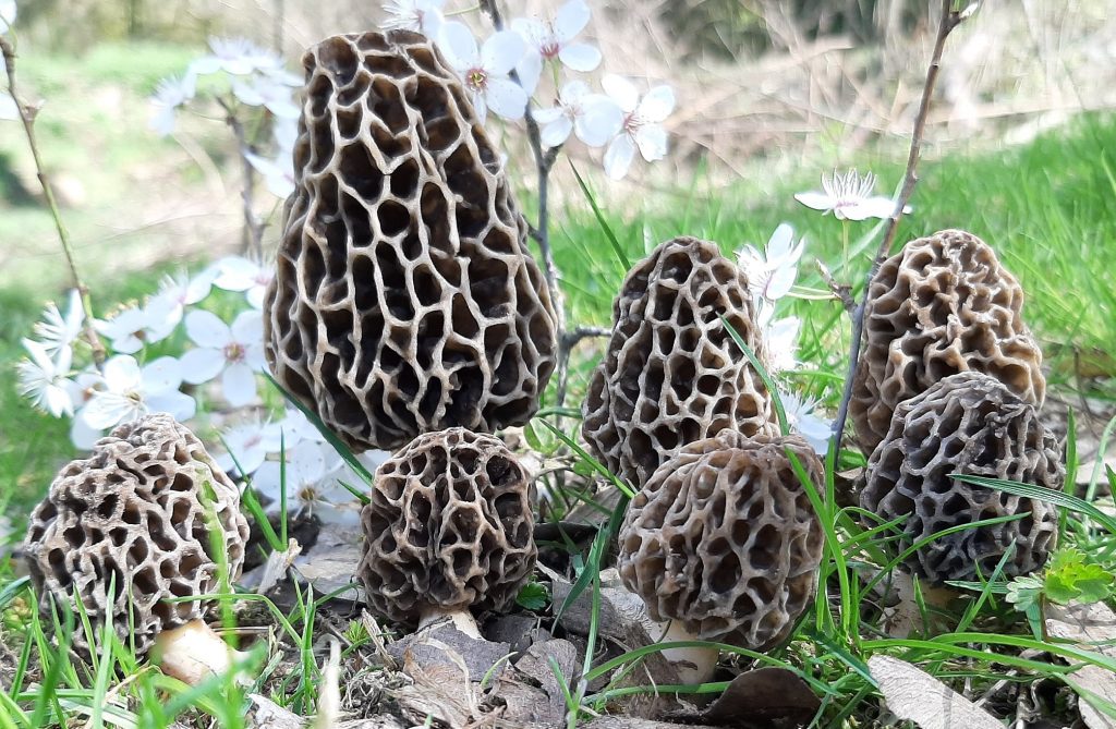 morchellas - múrgola - múrgula - colmenillas - cagarrias