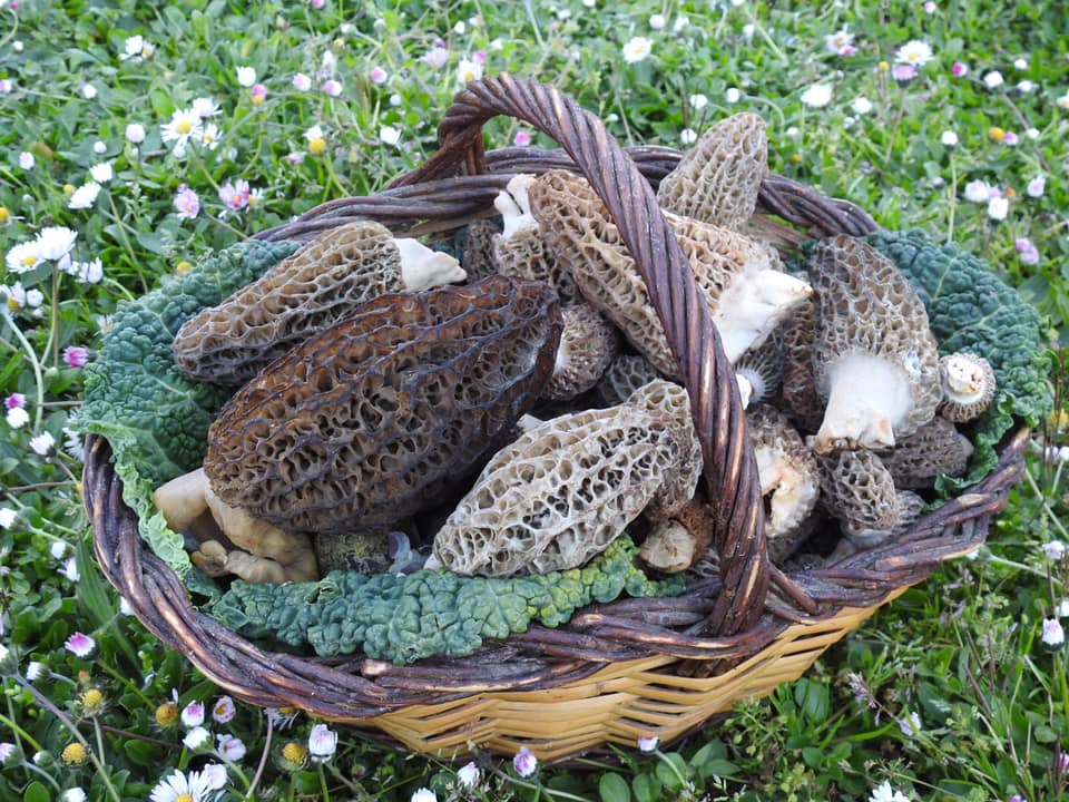 morchellas - múrgola - múrgula - colmenillas - cagarrias