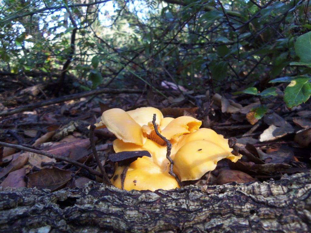 rossinyol - cantharellus cibarius - rebozuelo