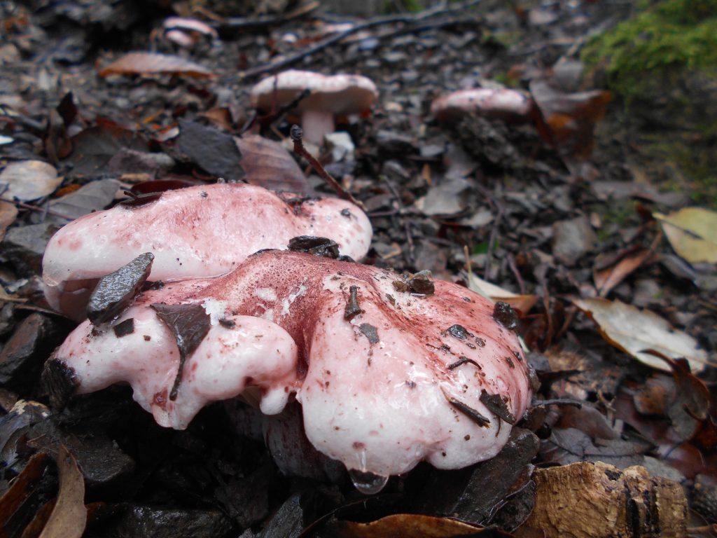 hygrophorus russula - carlet