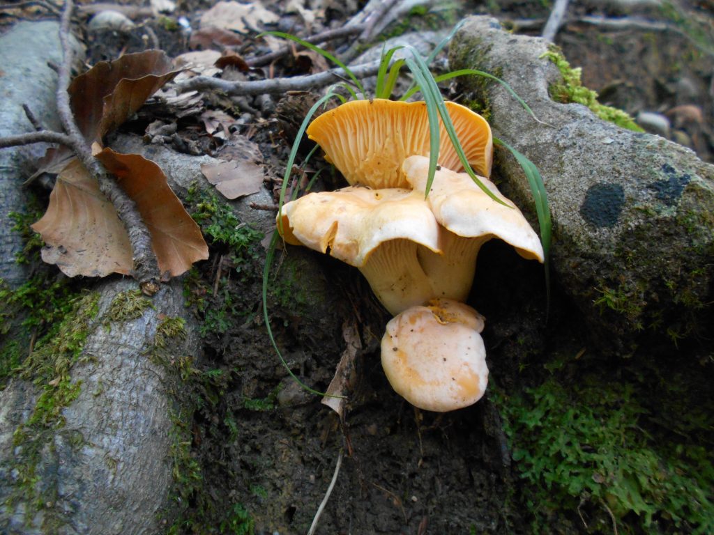 rossinyol cantharellus cibarius
