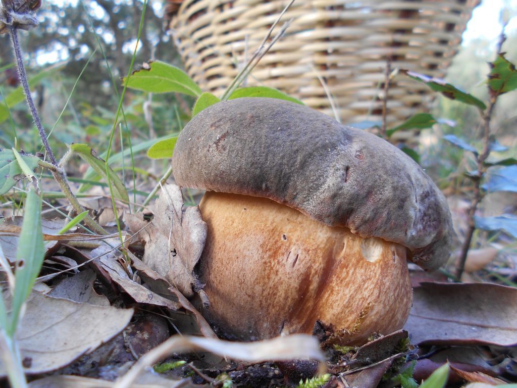 boletus aereus